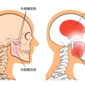ほんと簡単にできる！フェイスラインを引き上げる方法　側頭筋のサムネイル